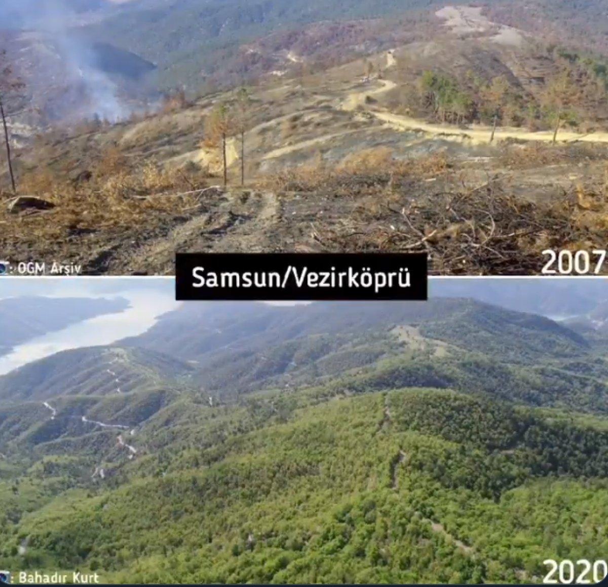 Yanan ormanlar yeniden yeşeriyor