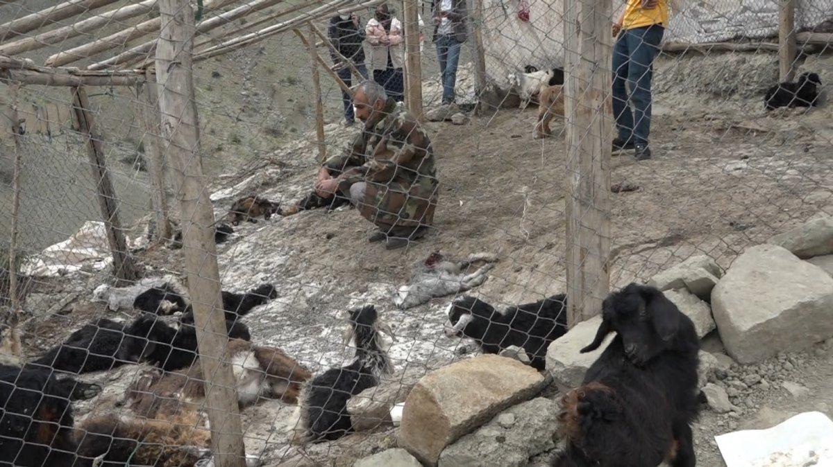 Diyarbakır'da köpeklerin saldırdığı 20 keçi telef oldu