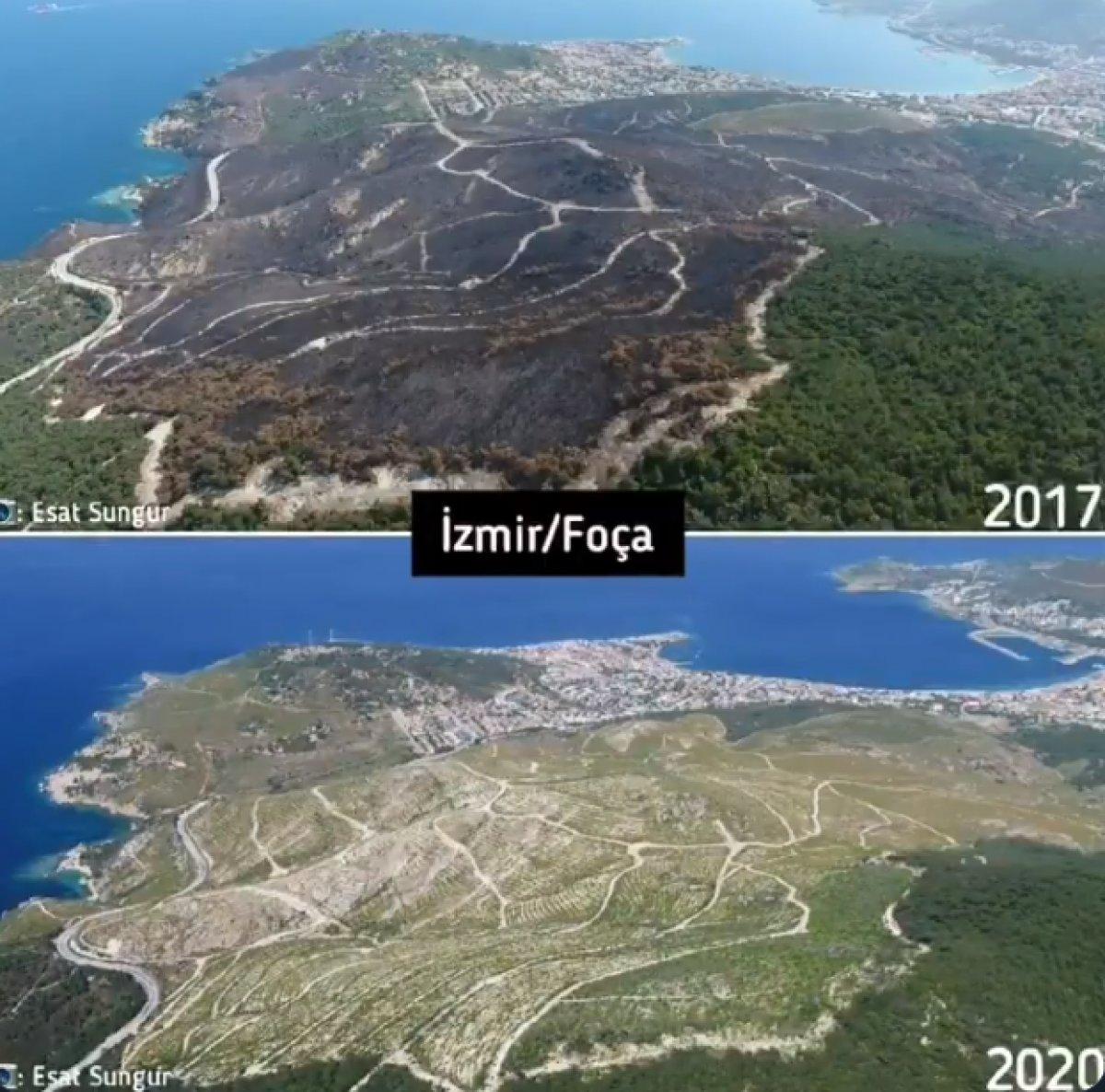 Yanan ormanlar yeniden yeşeriyor