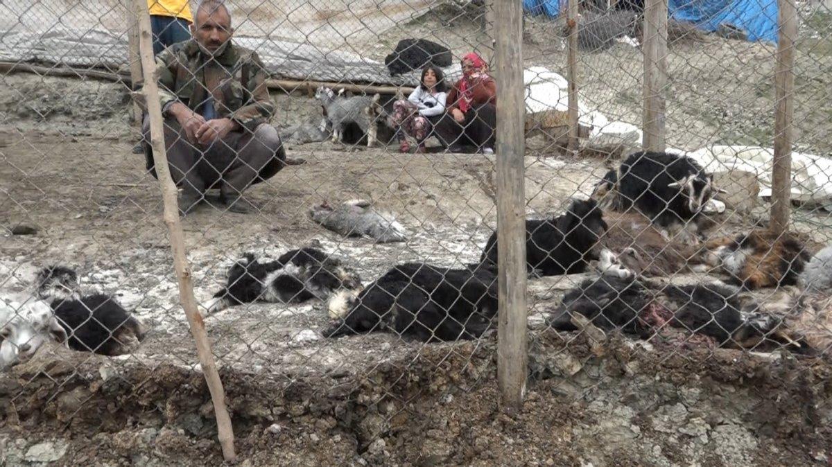 Diyarbakır'da köpeklerin saldırdığı 20 keçi telef oldu