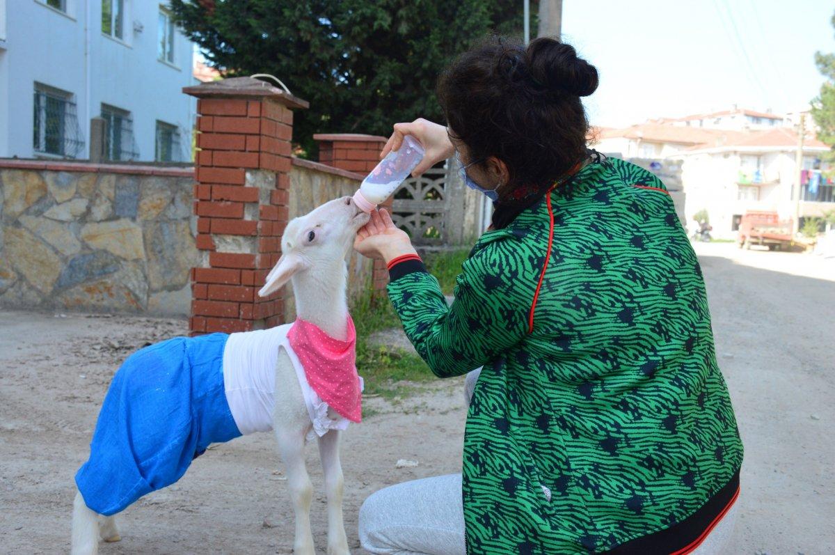 Sakarya'daki kuzusunun altını bezleyip kendiyle gezdiriyor