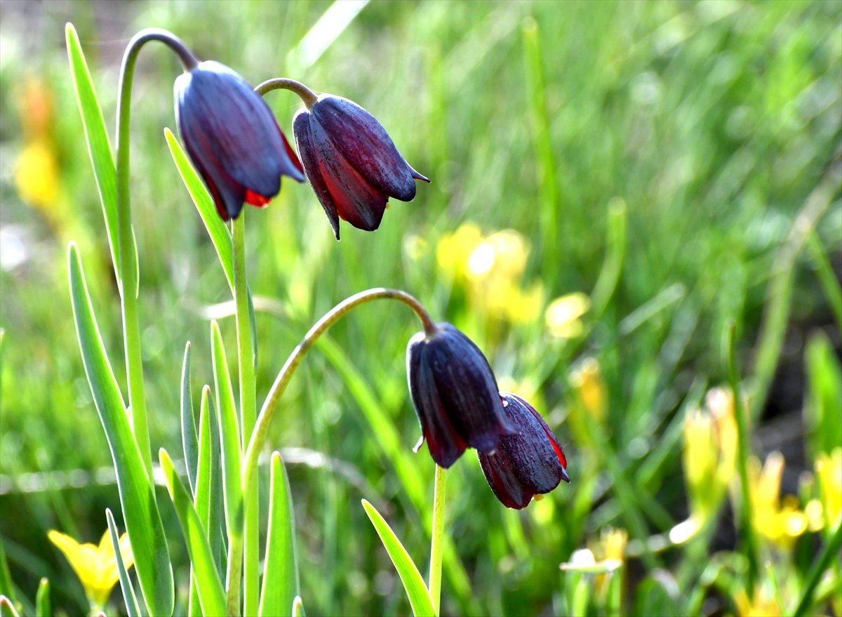 Kars'ta Kaf laleleri, 2 bin 500 rakımda renk cümbüşü oluşturdu
