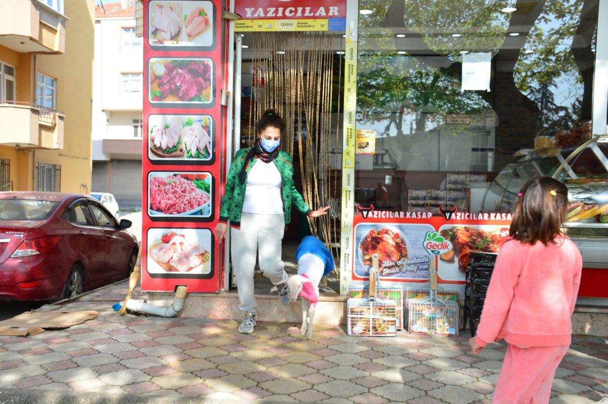 Sakarya'daki kuzusunun altını bezleyip kendiyle gezdiriyor