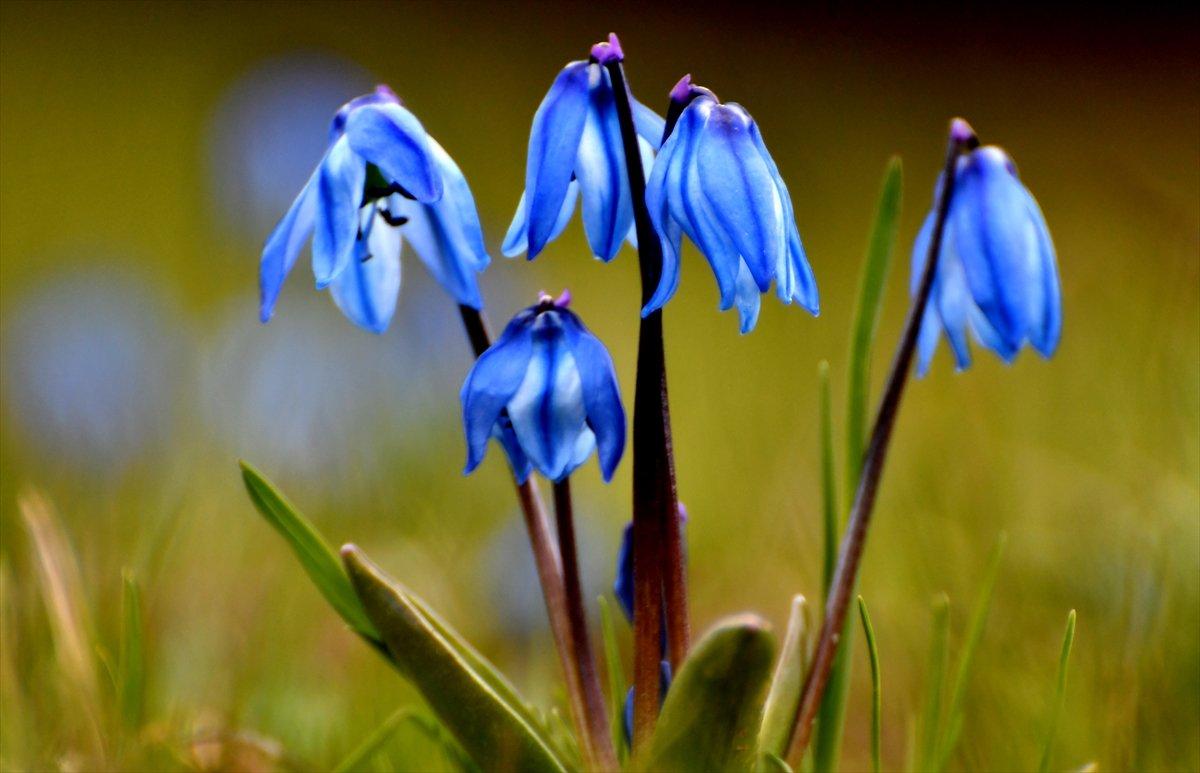 Kars'ta Kaf laleleri, 2 bin 500 rakımda renk cümbüşü oluşturdu