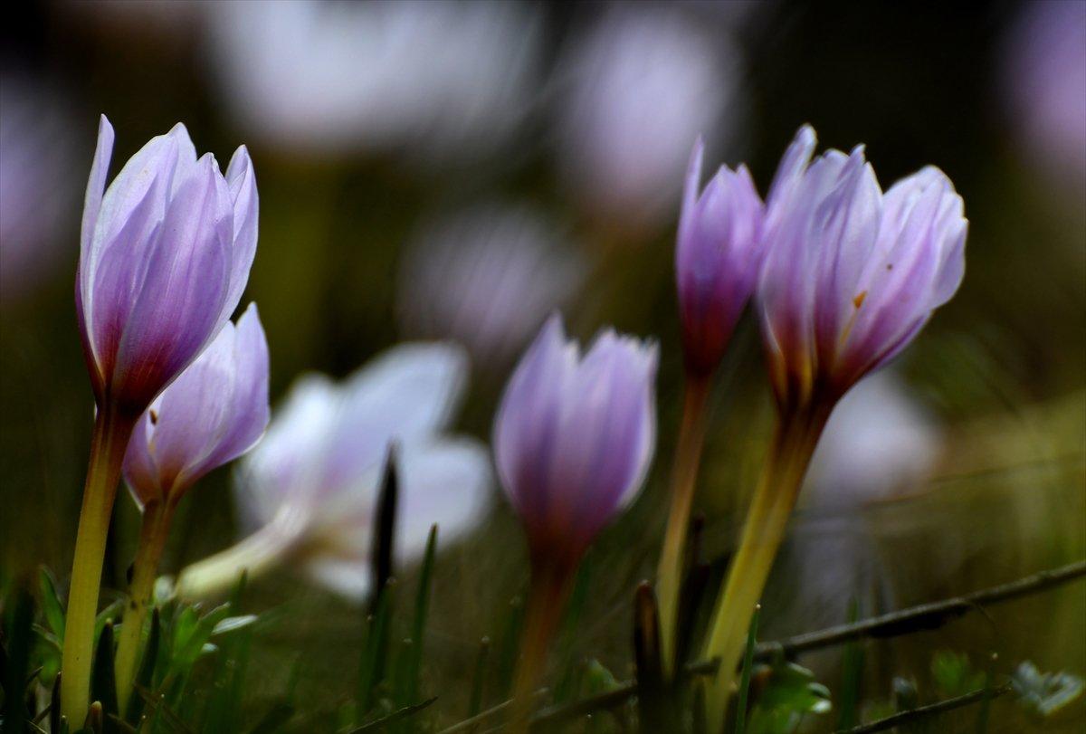 Kars'ta Kaf laleleri, 2 bin 500 rakımda renk cümbüşü oluşturdu