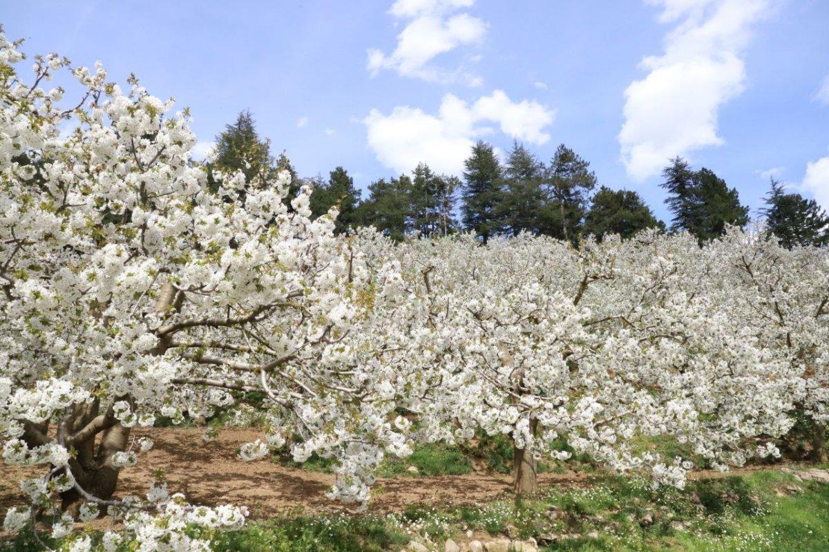 Kahramanmaraş'ta kiraz ağaçları çiçek açtı