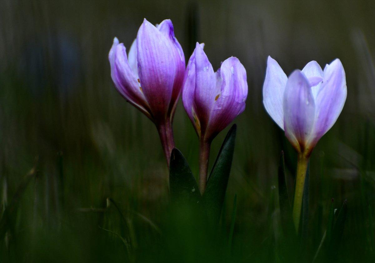 Kars'ta Kaf laleleri, 2 bin 500 rakımda renk cümbüşü oluşturdu
