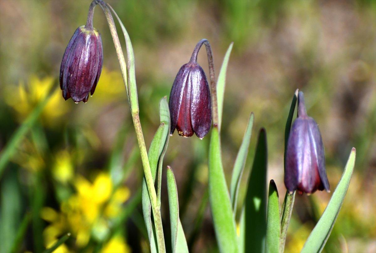 Kars'ta Kaf laleleri, 2 bin 500 rakımda renk cümbüşü oluşturdu