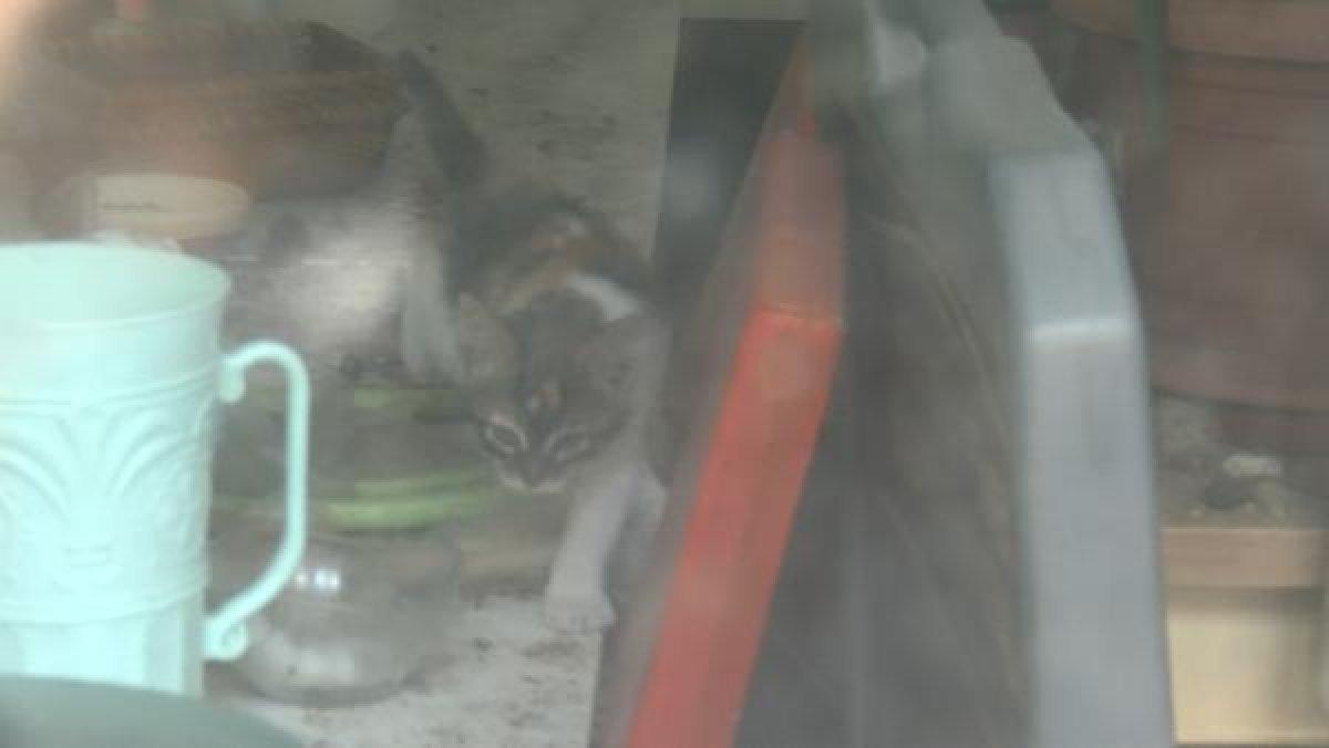 Bursa'da lokantada mahsur kalan kedi, HAYDİ uygulamasıyla kurtarıldı