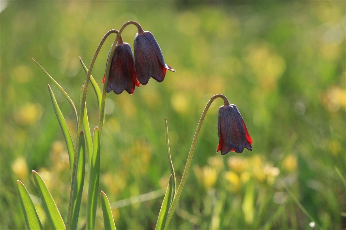 Kars'ta Kaf laleleri, 2 bin 500 rakımda renk cümbüşü oluşturdu