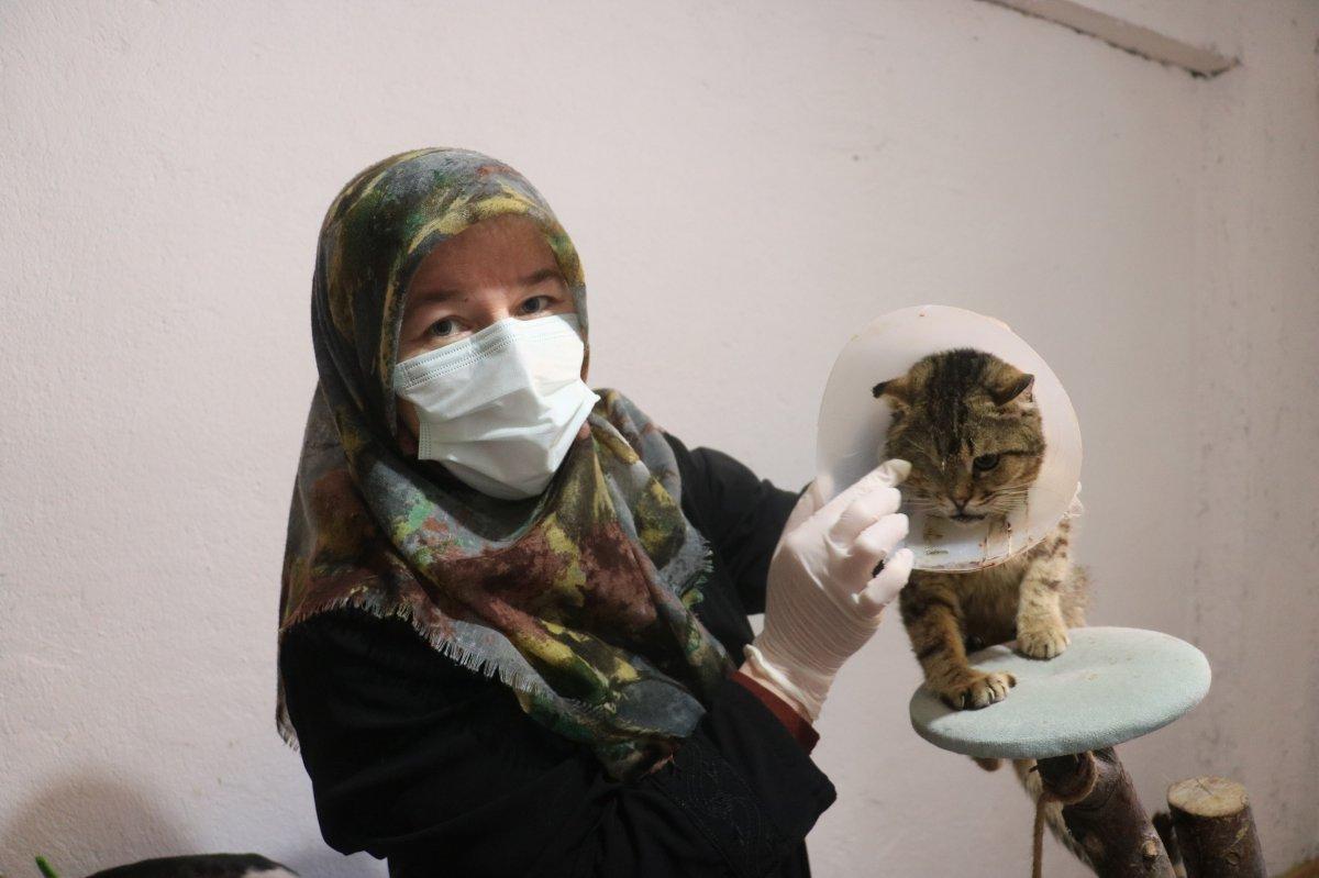Sivas'taki kedi annesi, engelli kedilere bakıyor