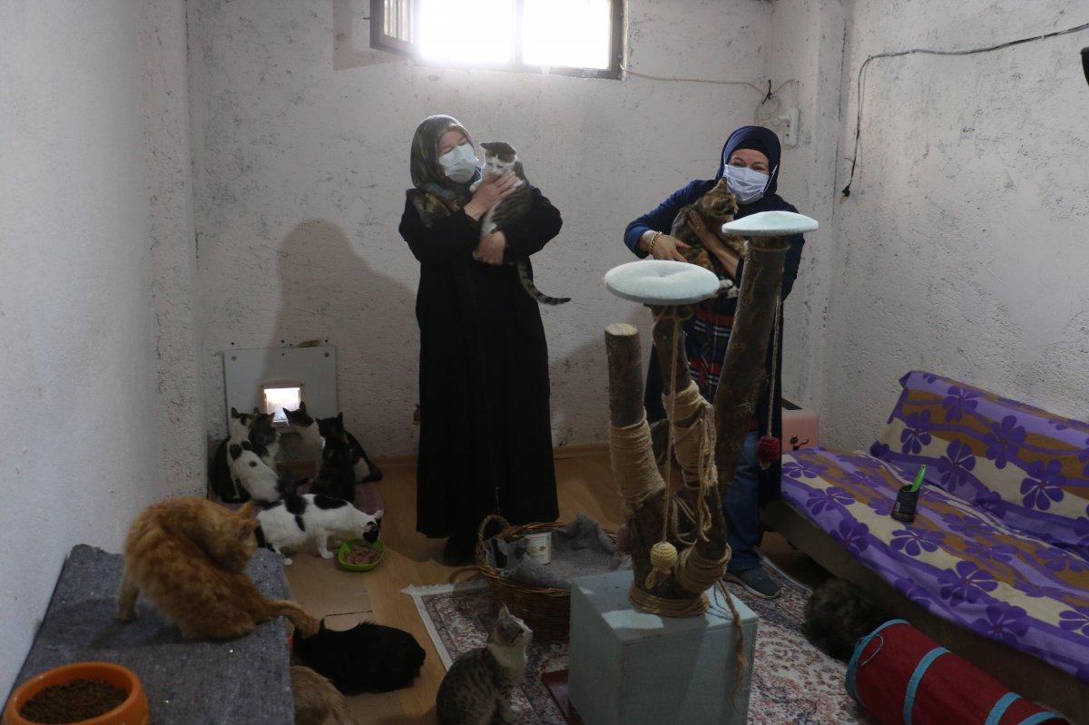 Sivas'taki kedi annesi, engelli kedilere bakıyor
