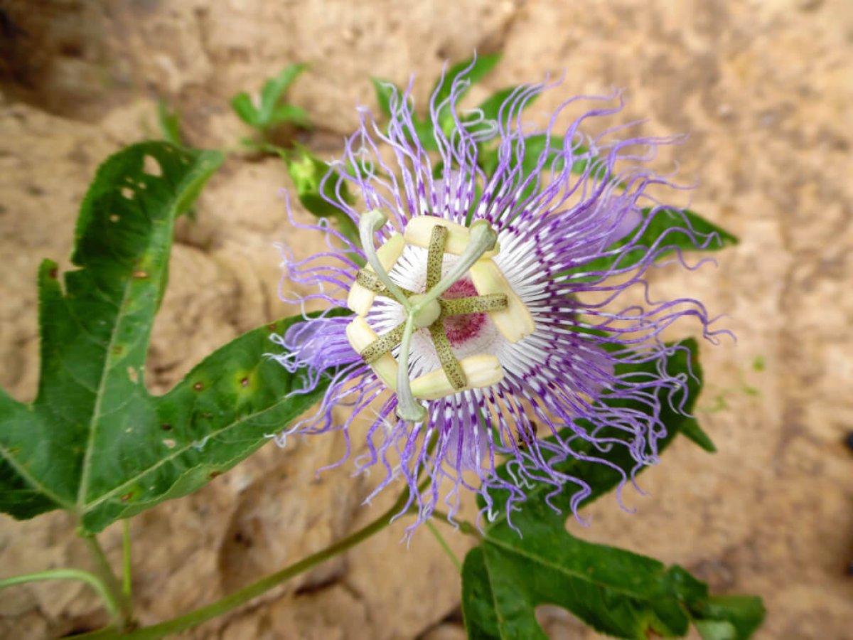 Stresi azaltmak için 6 bitki çayı tarifi