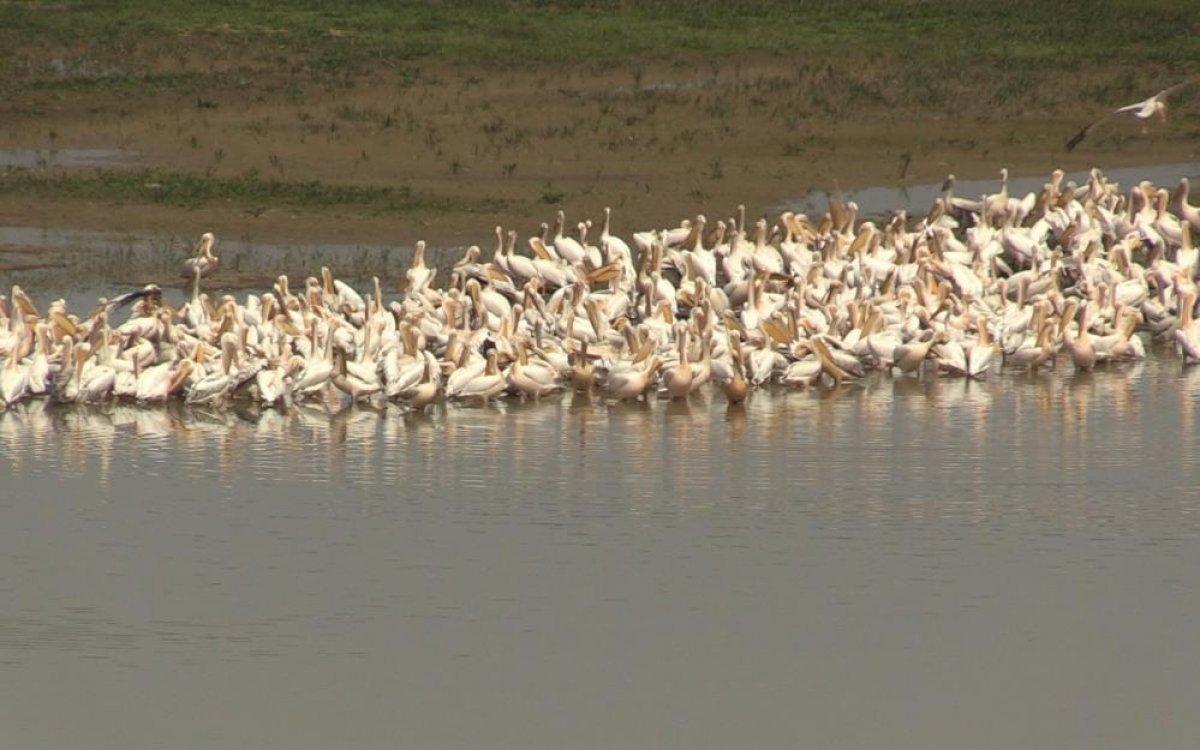 Bursa'ya gelen pelikanlar görenlerin ilgisini çekti