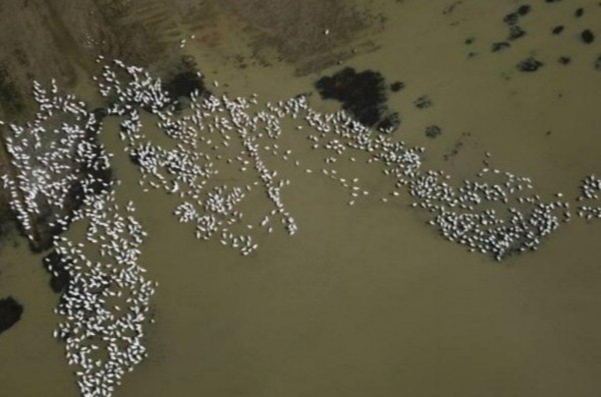 Bursa'ya gelen pelikanlar görenlerin ilgisini çekti
