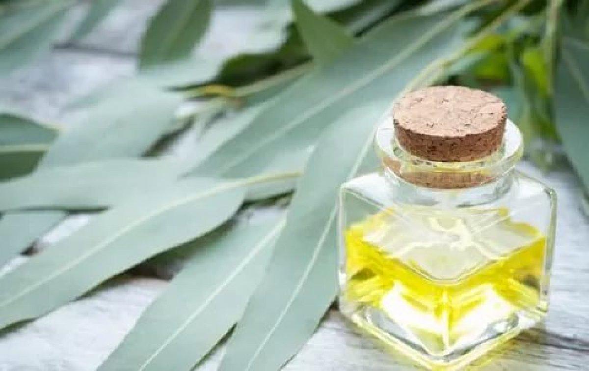 Kokusuyla şifa bulun: Okaliptüs yağının faydaları