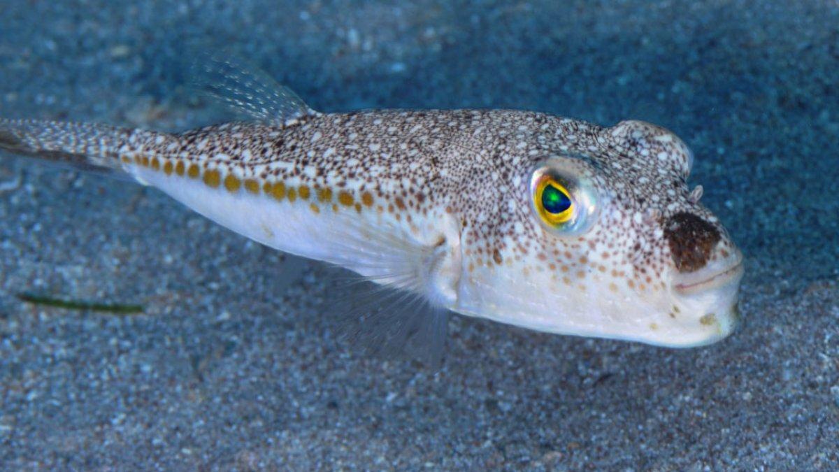 Siyanürden daha tehlikeli: Balon balığı zehri ve özellikleri