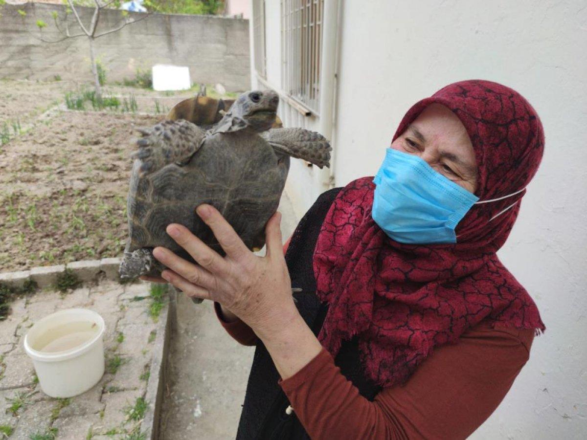 Amasya'da 15 yıl önce bulduğu kaplumbağaya bakıyor: Terliğin içinde besledim