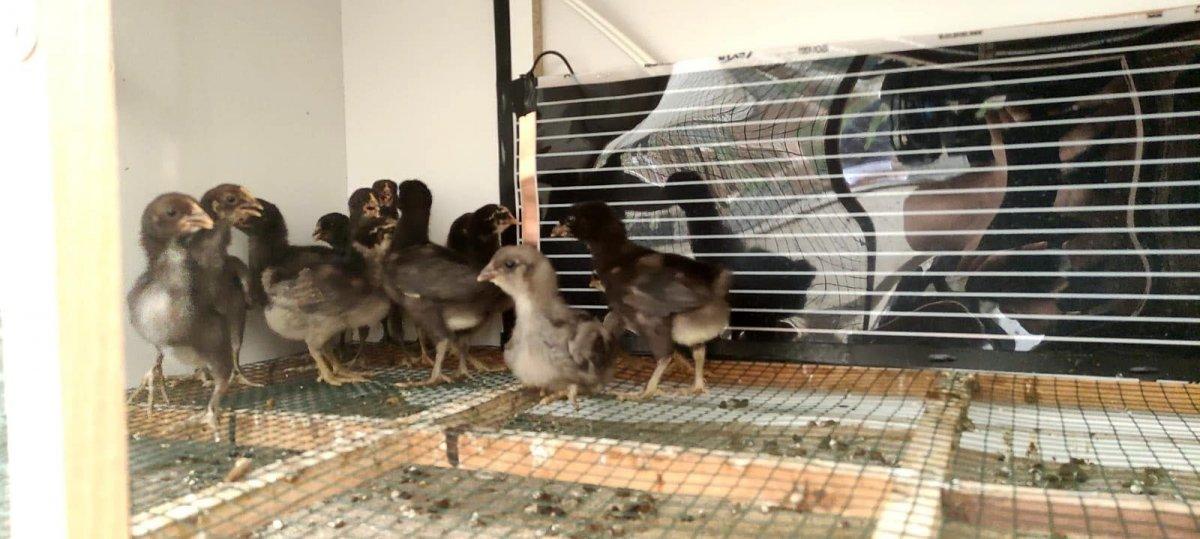 Denizli'nin öterken bayılan horozu İngiltere'den davet aldı