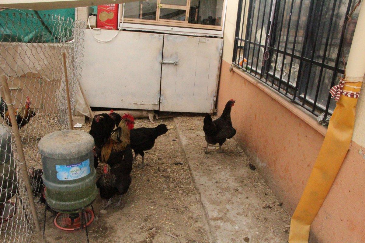 Denizli'nin öterken bayılan horozu İngiltere'den davet aldı