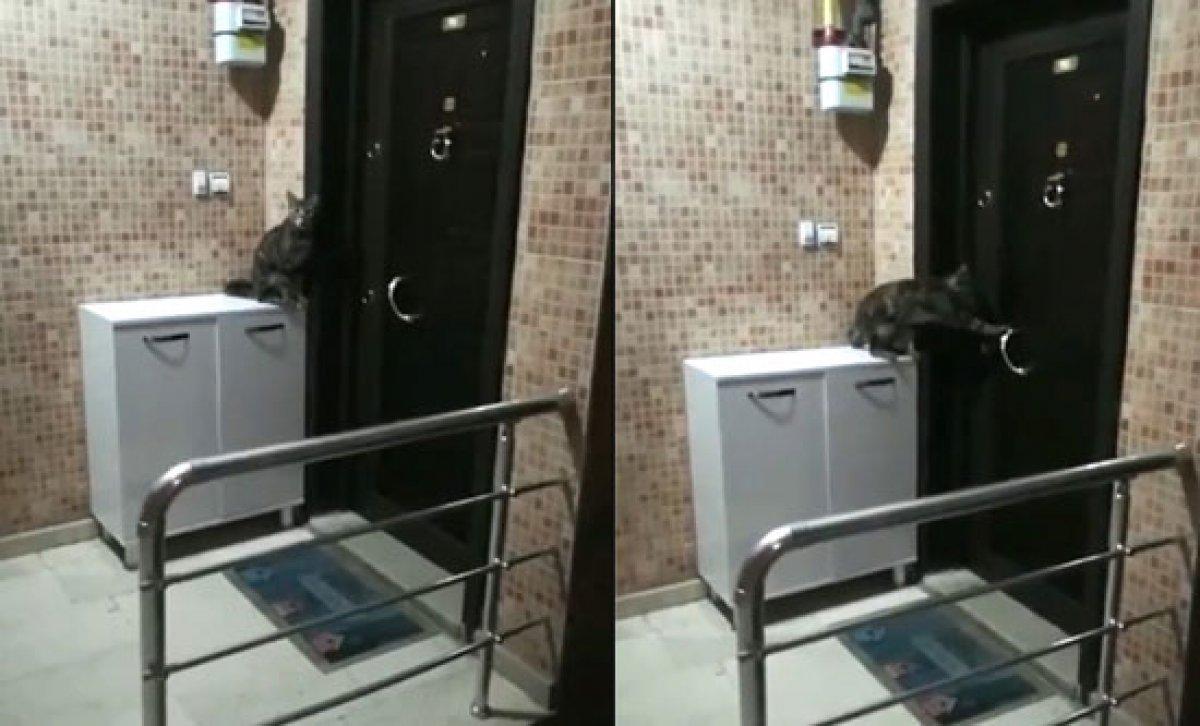 Niğde'de kedi, tokmakla kapıya vurarak açılmasını bekledi