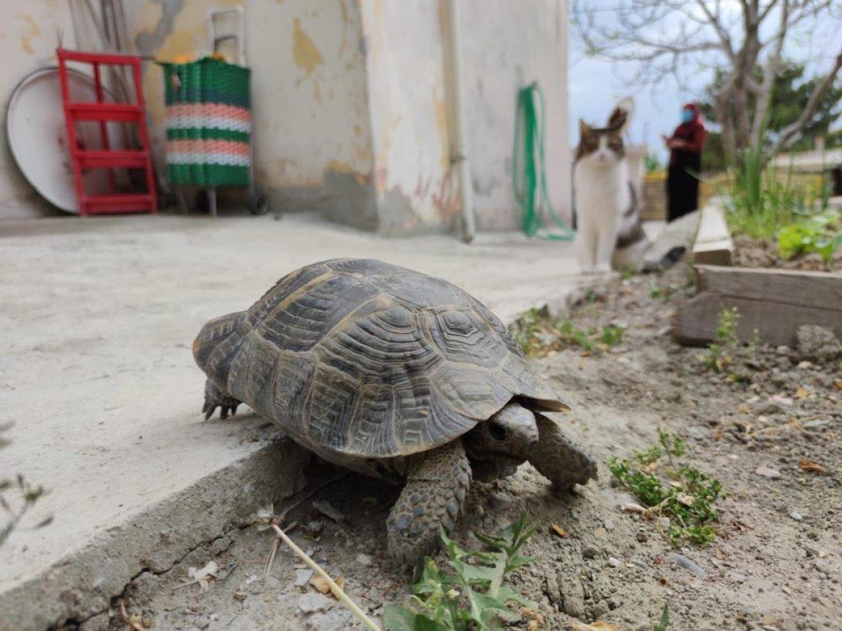 Amasya'da 15 yıl önce bulduğu kaplumbağaya bakıyor: Terliğin içinde besledim