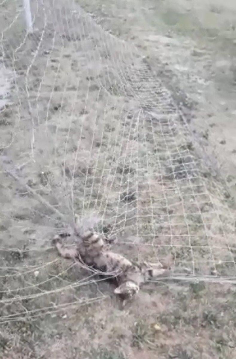 Denizli'de kale ağlarına takılan kediyi itfaiye kurtardı