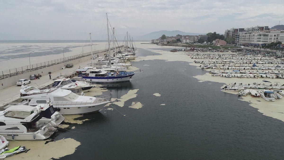 Marmara Denizi'nin birçok noktasına yayılan 'deniz salyası' canlıları tehdit ediyor