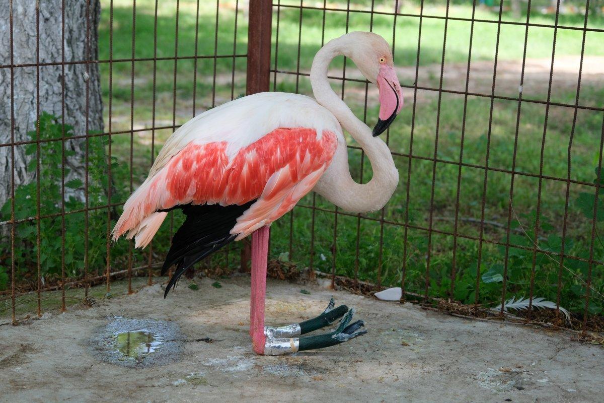 Manisa'da ayağı yanan flamingoya protez bacak yapıldı