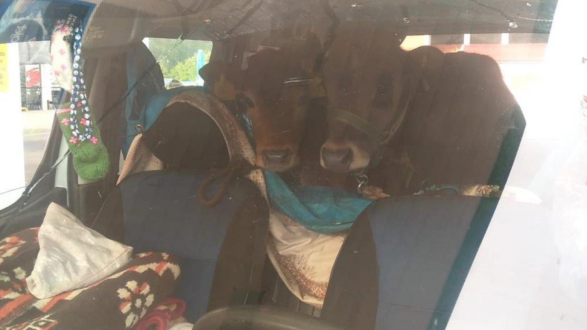 Rize'de, iki düveyi aracının arka koltuğunda yaylaya çıkardı