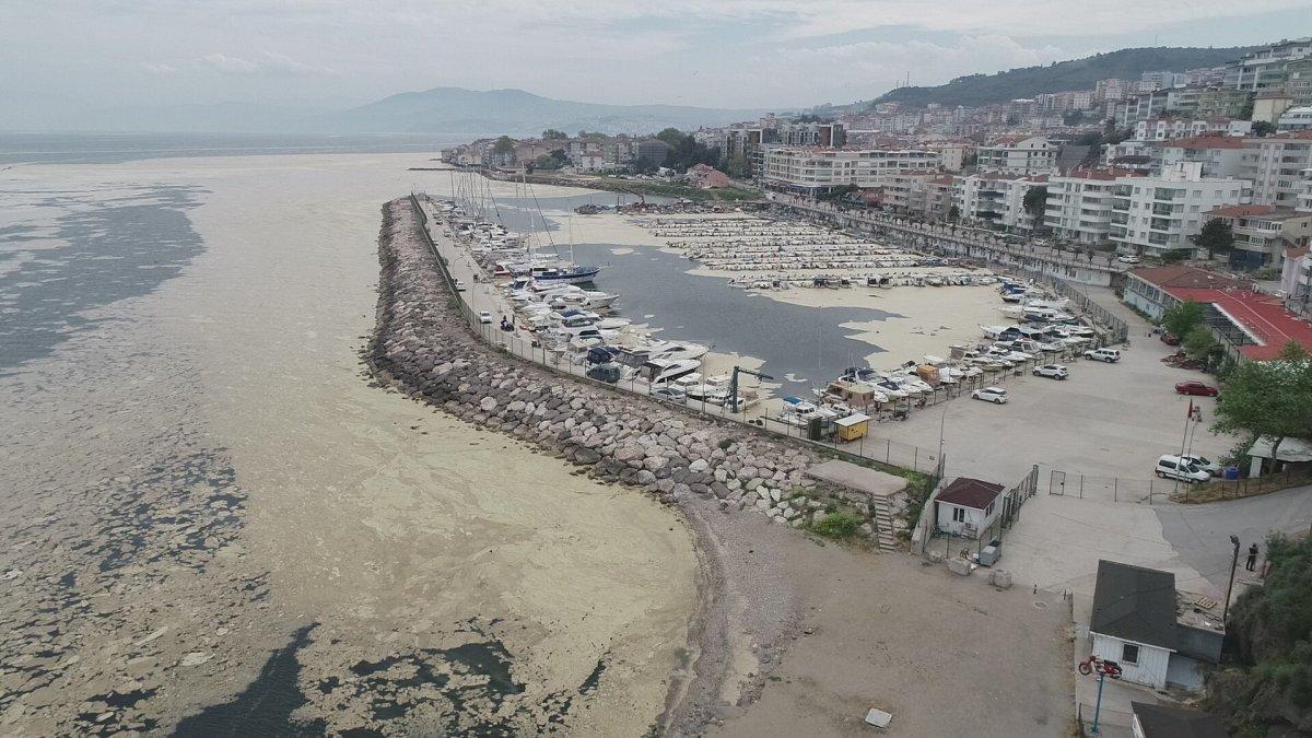 Marmara Denizi'nin birçok noktasına yayılan 'deniz salyası' canlıları tehdit ediyor