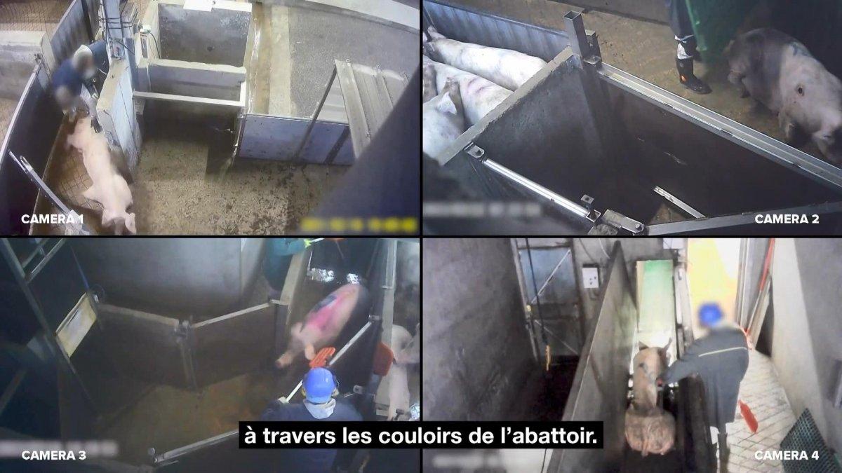 Fransa’da hayvanlara yapılan işkenceler