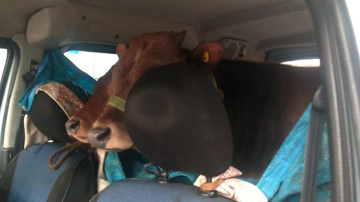 Rize'de, iki düveyi aracının arka koltuğunda yaylaya çıkardı