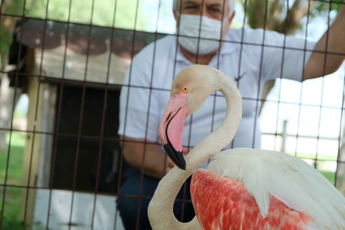 Manisa'da ayağı yanan flamingoya protez bacak yapıldı