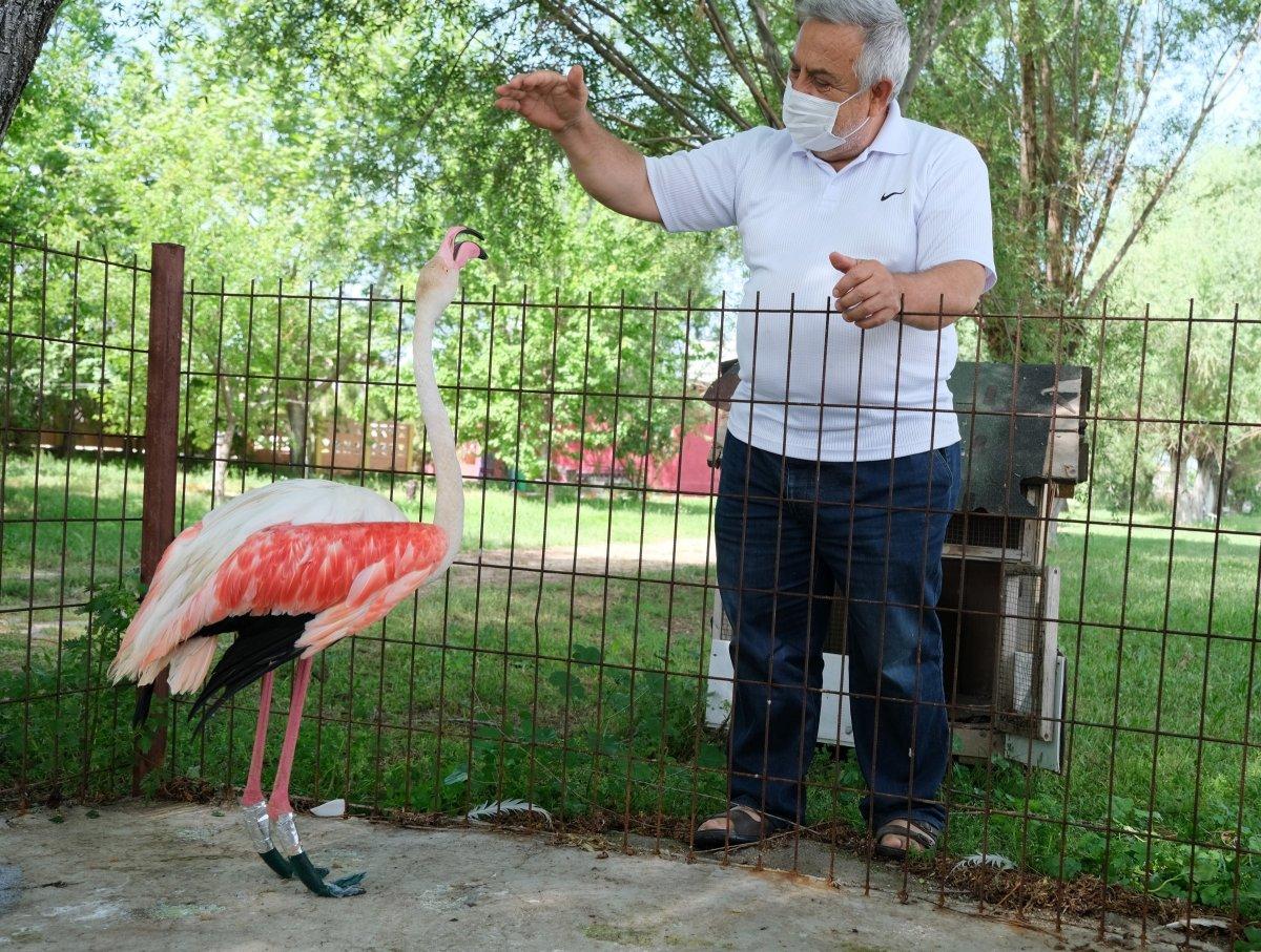 Manisa'da ayağı yanan flamingoya protez bacak yapıldı