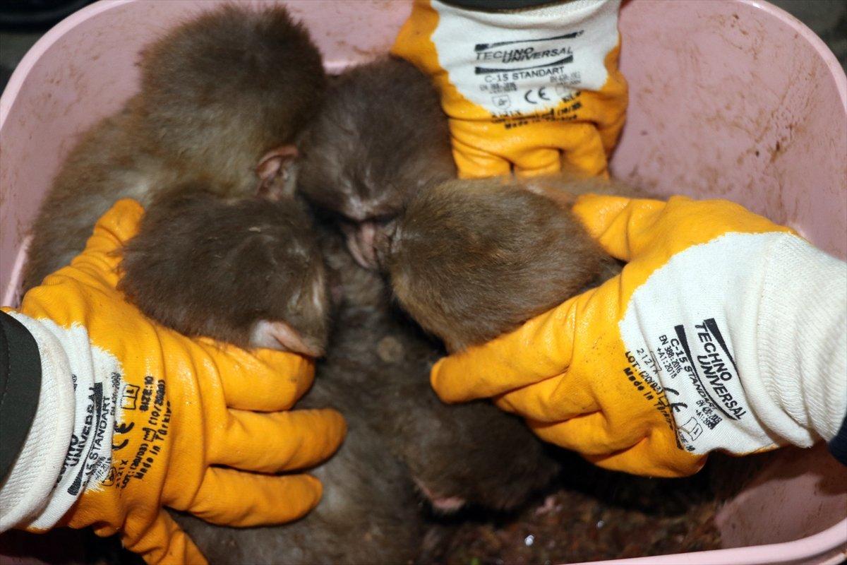 Ağrı'da 12 yavru maymun ele geçirildi