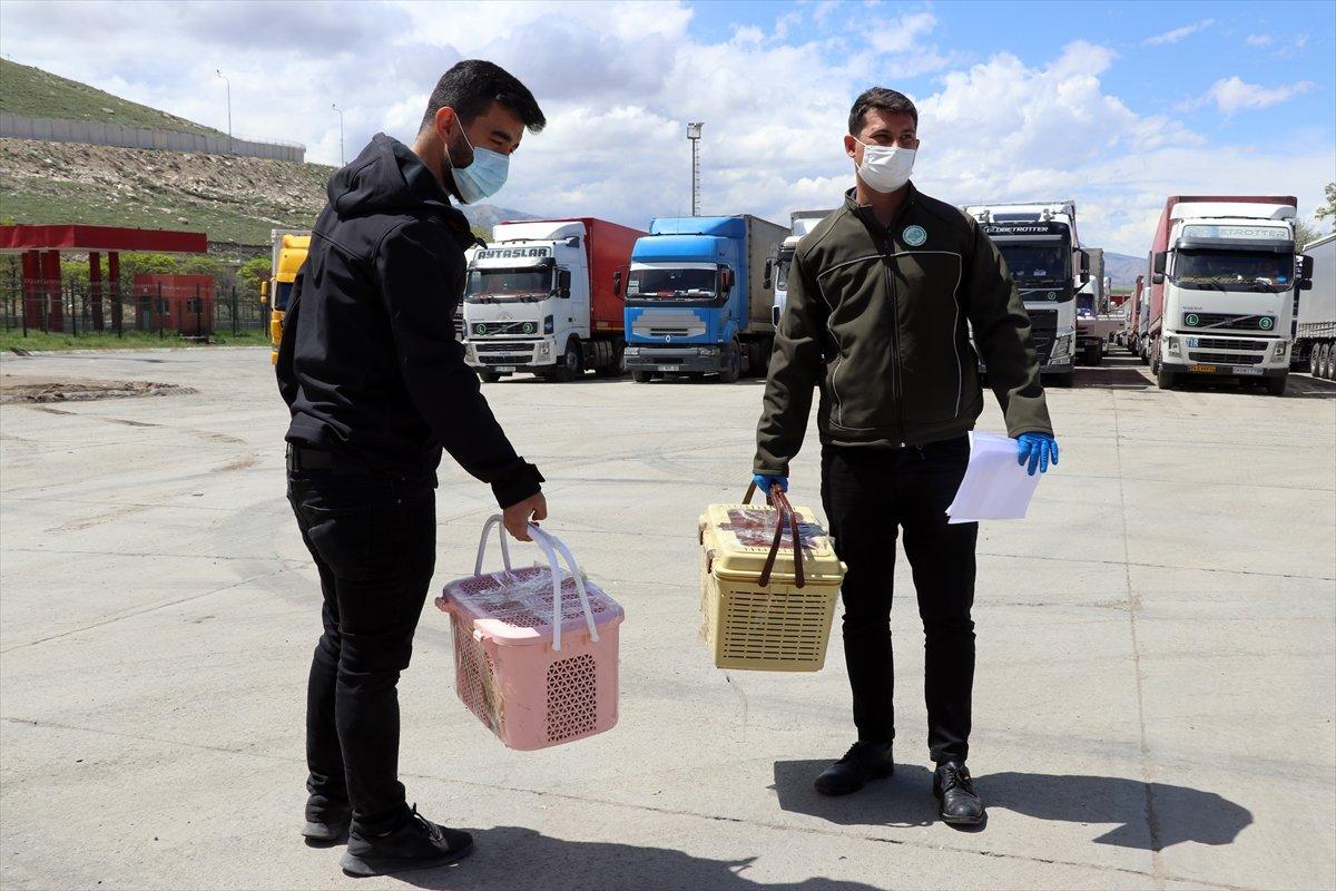 Ağrı'da 12 yavru maymun ele geçirildi