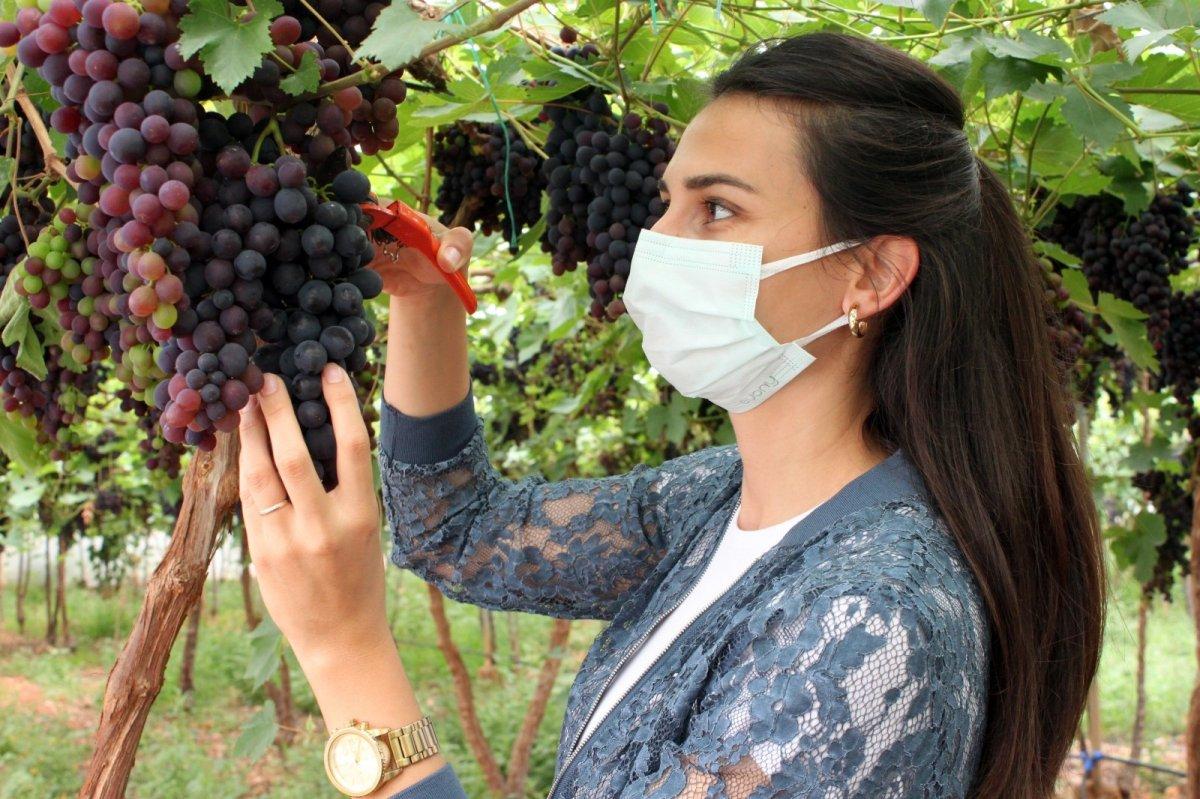 Mersin'de siyah üzüm hasadı devam ediyor