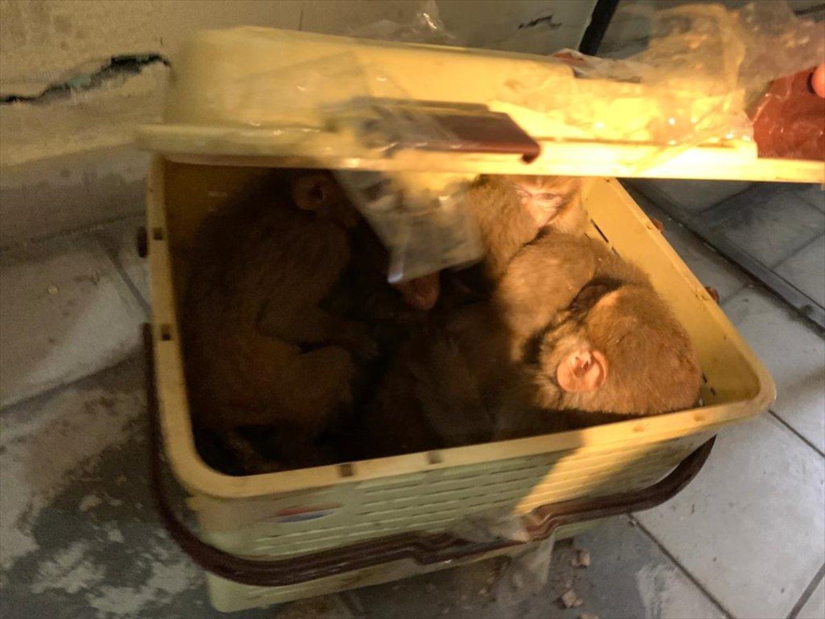 Ağrı'da 12 yavru maymun ele geçirildi