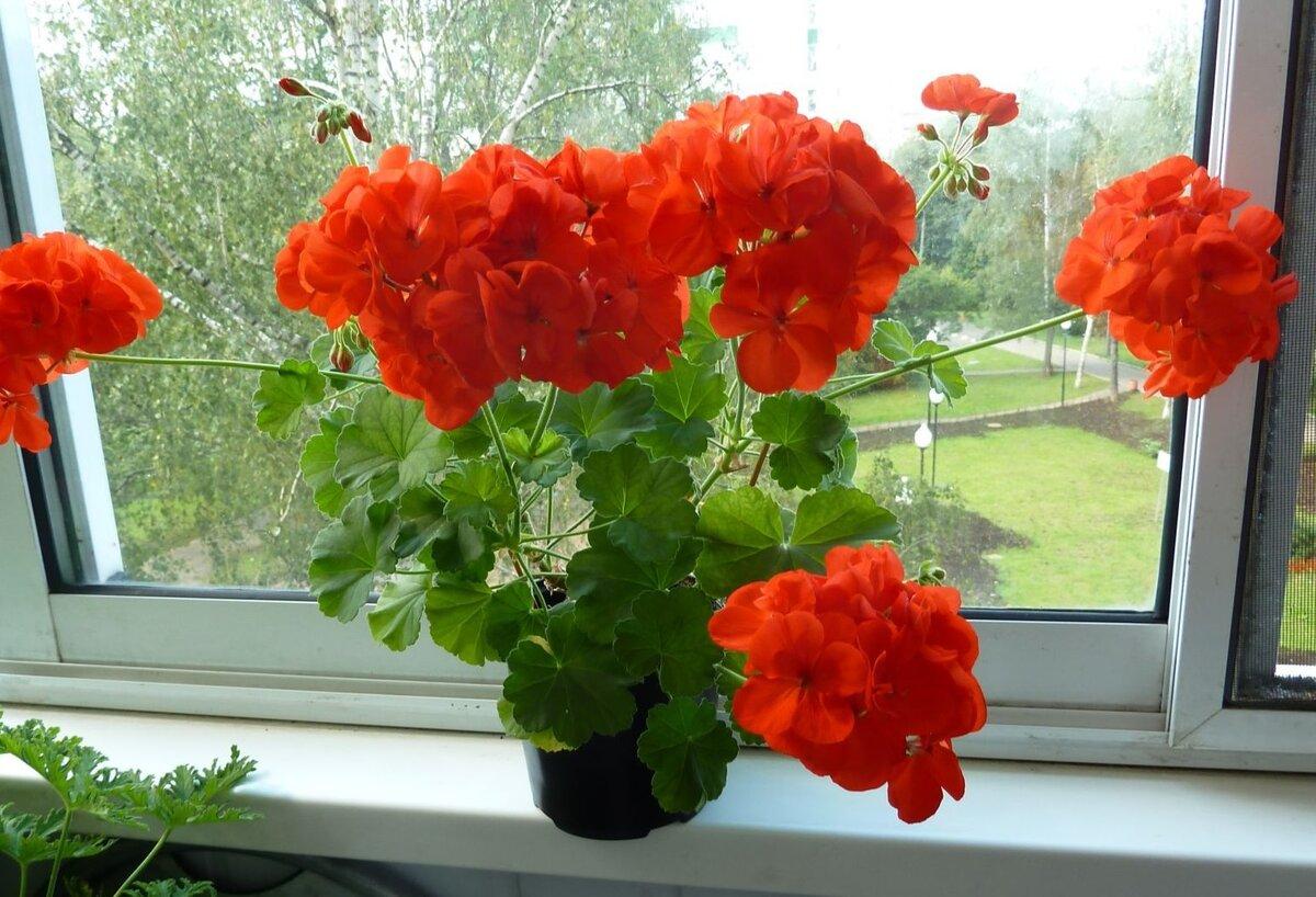 Evinizdeki her odayı güzel kılacak 6 ev bitkisi