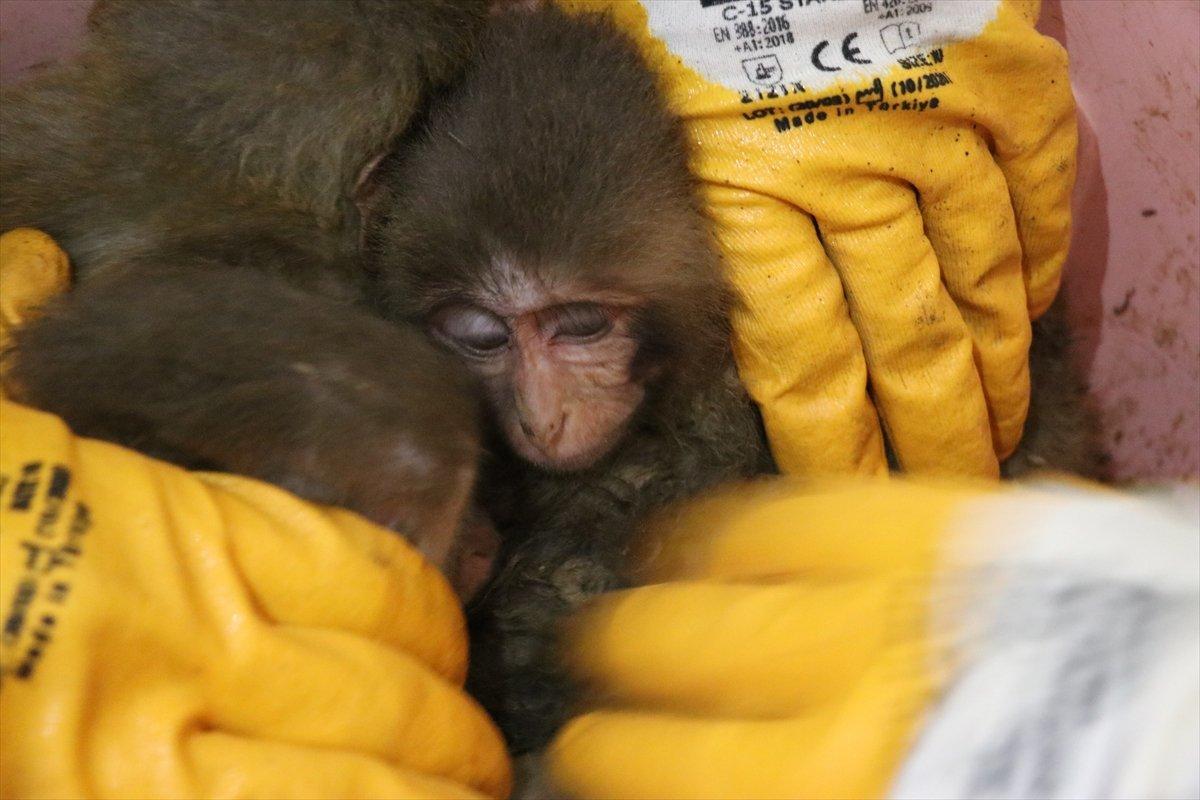 Ağrı'da 12 yavru maymun ele geçirildi