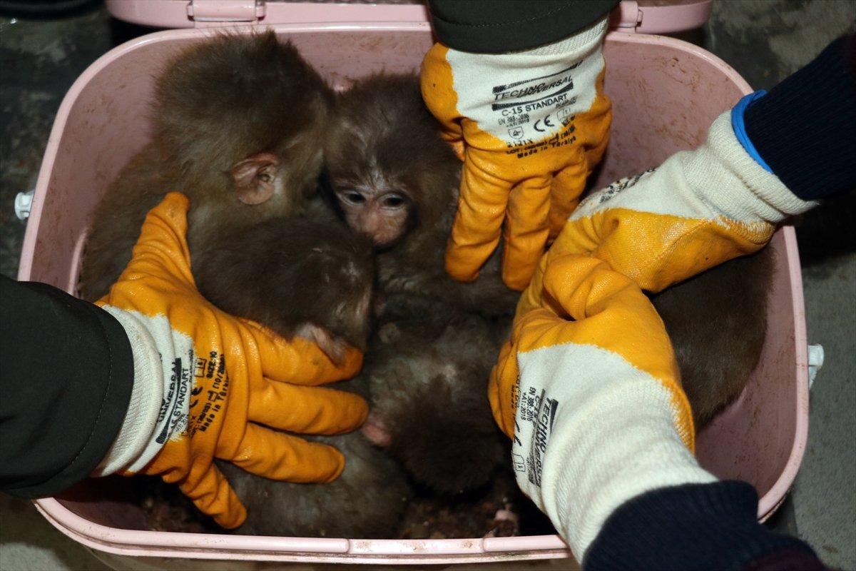 Ağrı'da 12 yavru maymun ele geçirildi