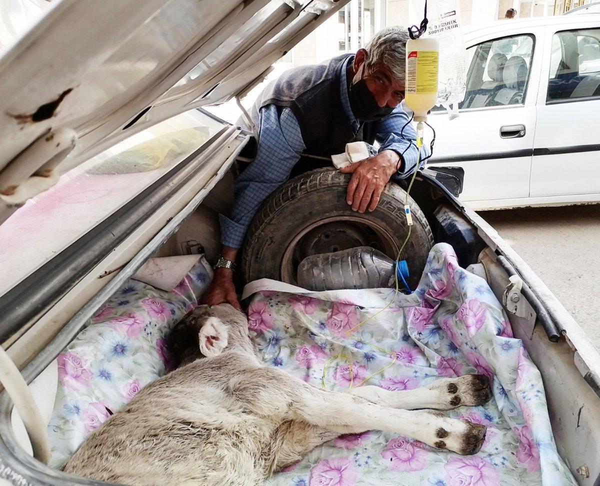 Erzurum'da hasta buzağıyı bagajda tedavi ettirdi