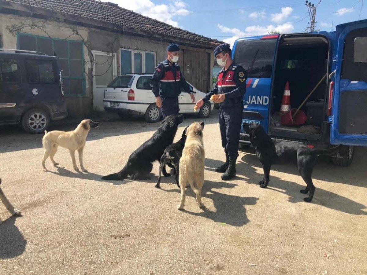 Bilecik'te sokak hayvanlarına jandarma bakıyor
