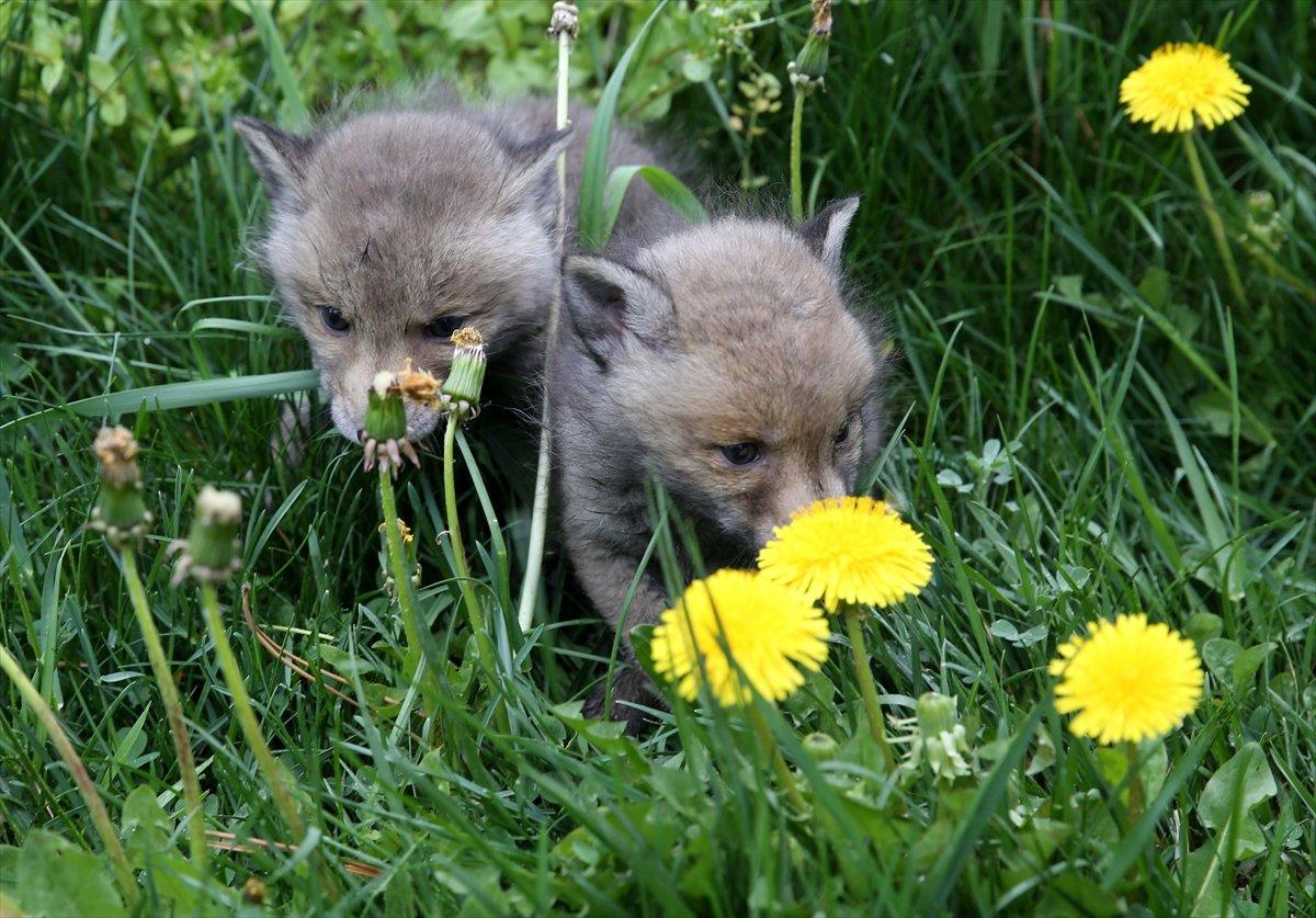 Sivas'ta köylülerin bulduğu 2 kurt yavrusu korumaya alındı