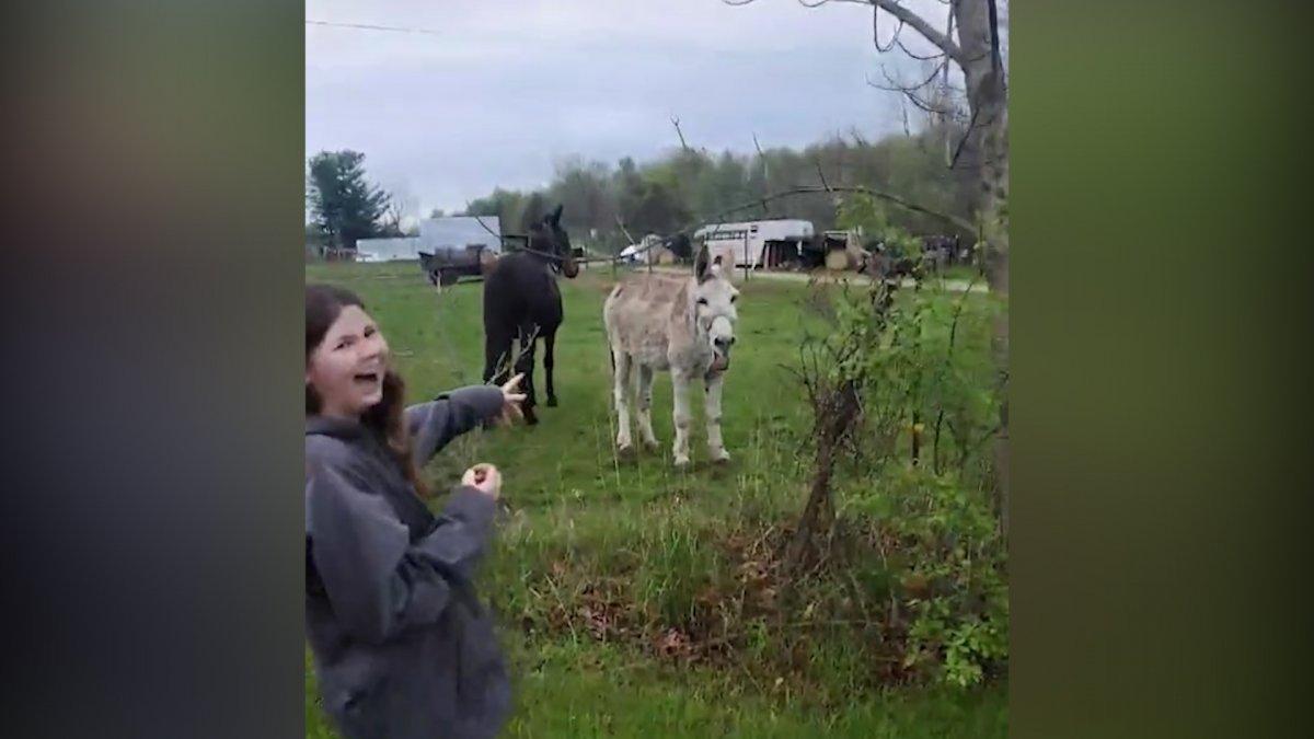 Elektrik çarpan köpeği gören eşek kahkaha attı