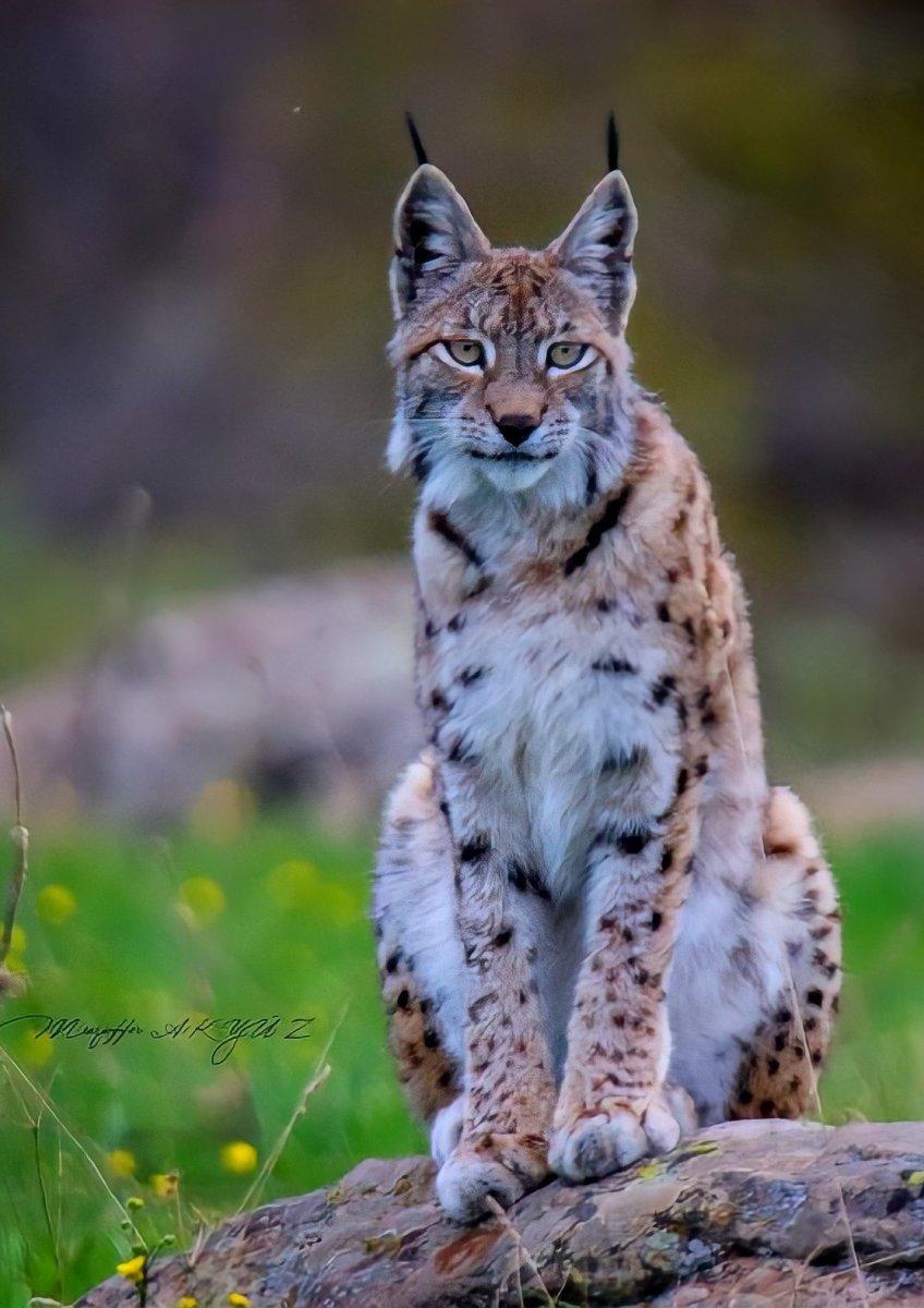 Tunceli'de görüntülenen vaşak, adeta poz verdi