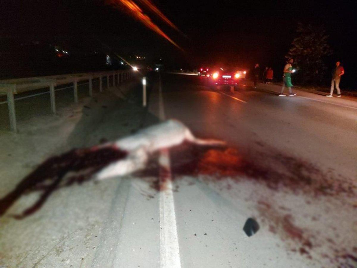 Sakarya'da otomobil ahırdan kaçan ata çarptı