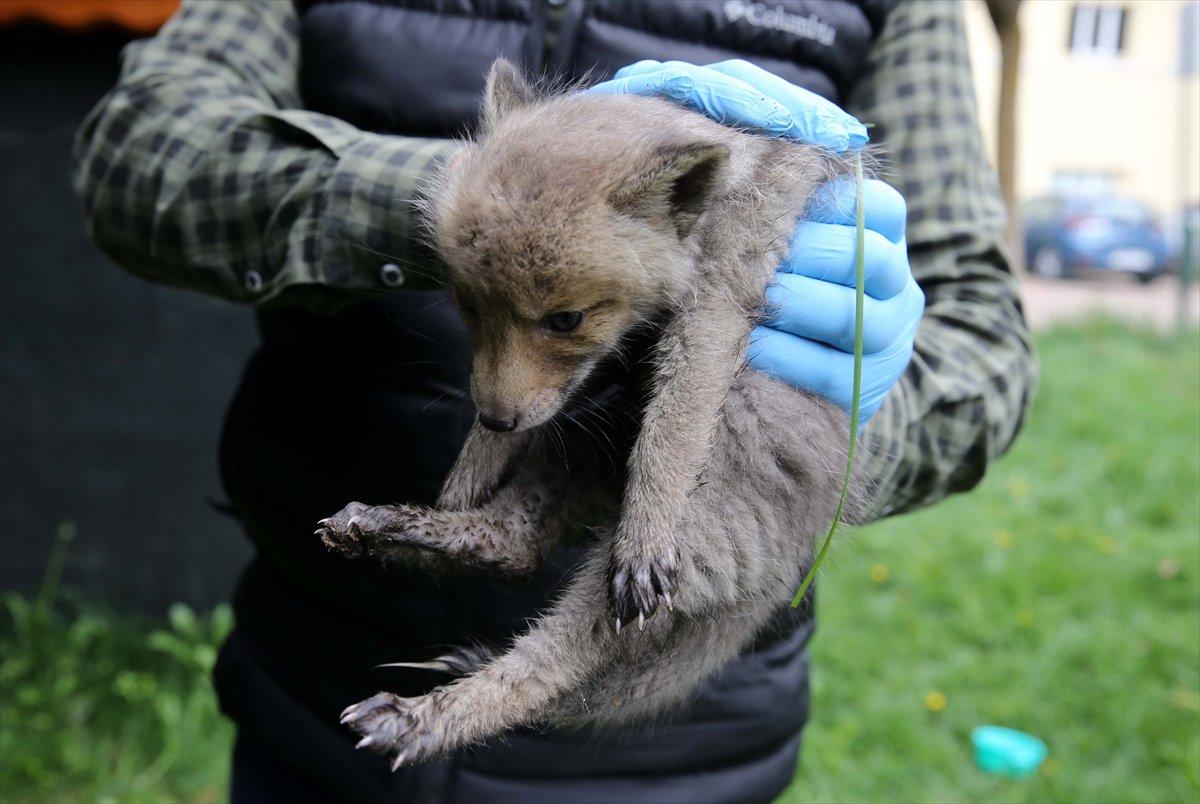 Sivas'ta köylülerin bulduğu 2 kurt yavrusu korumaya alındı