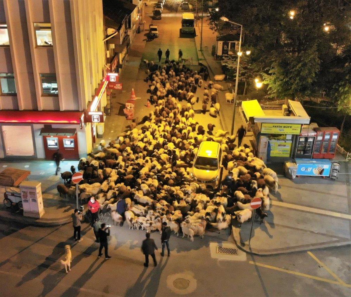 Tokat'ta yüzlerce koyun şehir merkezinden geçti